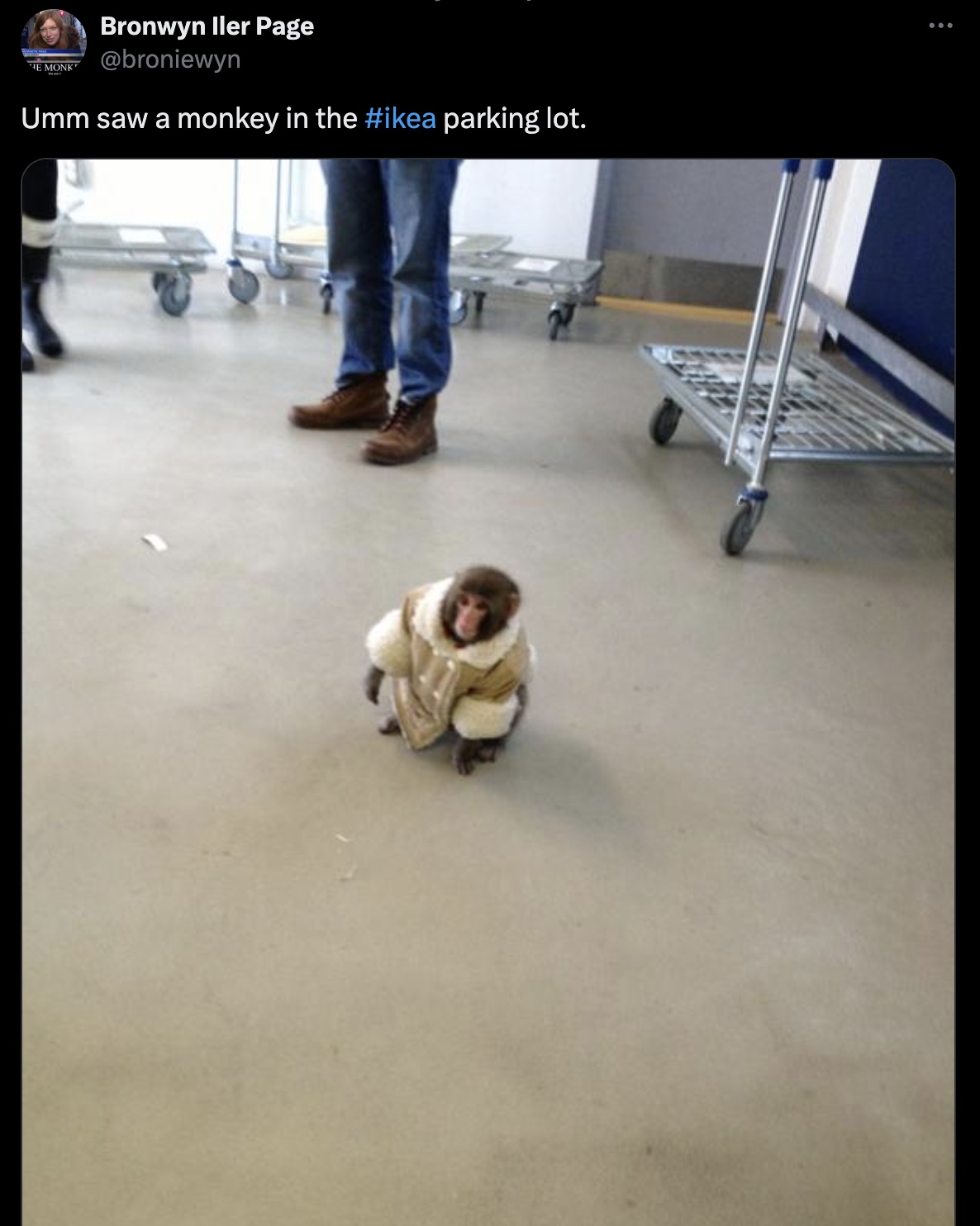 toronto ikea monkey - He Monk Bronwyn ller Page Umm saw a monkey in the parking lot. Wxnx